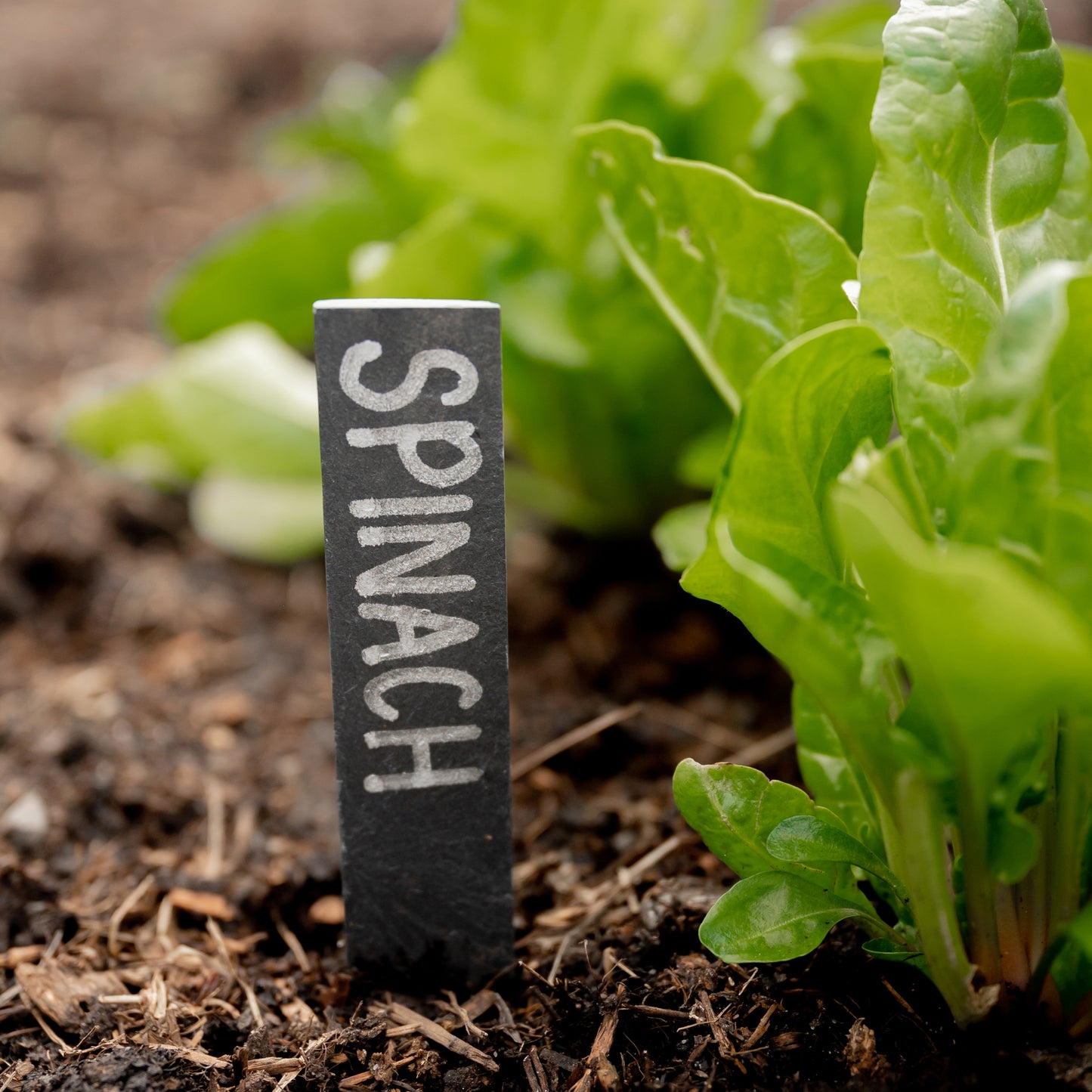 Slate Plant Labels & Marker Pen Pack