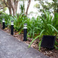 Solar Garden Path Lights | Cool White | 3 Bollards | SILHOUETTE