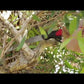 Pruning Saw