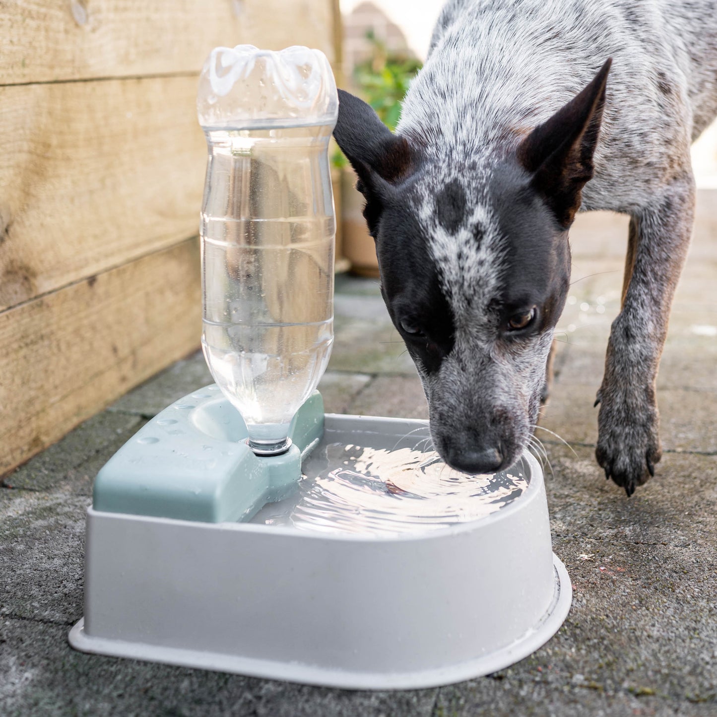 Auto-fill Pet Bowl + 5m Hose & Tap Connector